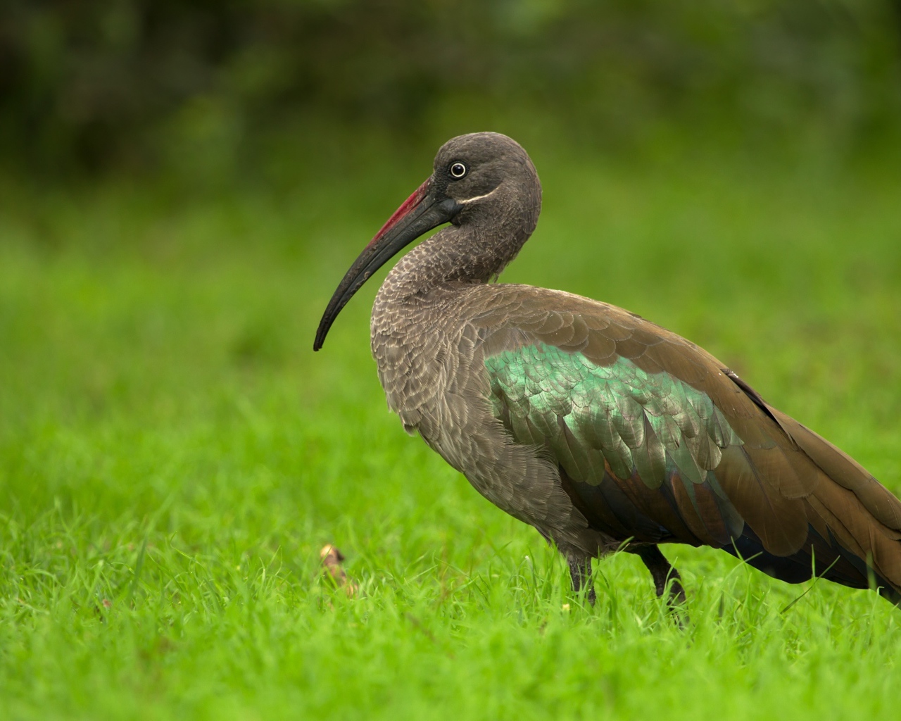 Большой ибис в зеленой траве крупным планом