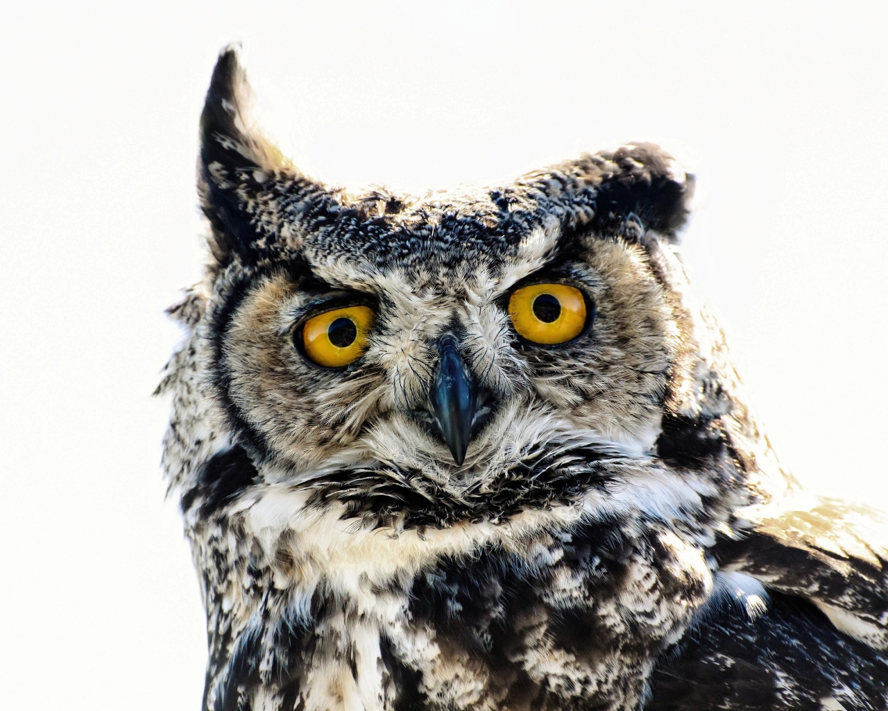 Большая сова на белом фоне крупным планом