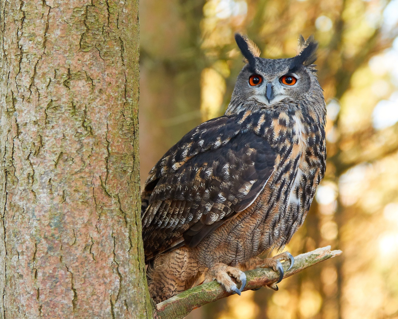Большая сова сидит на ветке дерева
