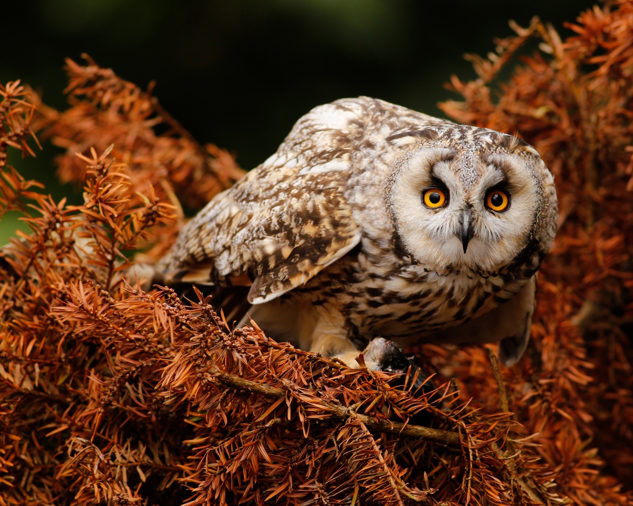 Большая сова с желтыми глазами на ветке 