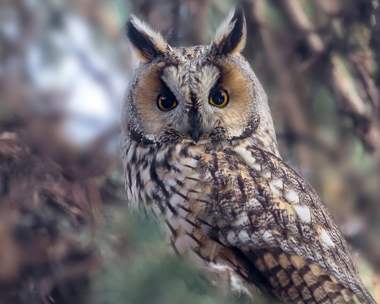 Большая сова с желтыми глазами на дереве