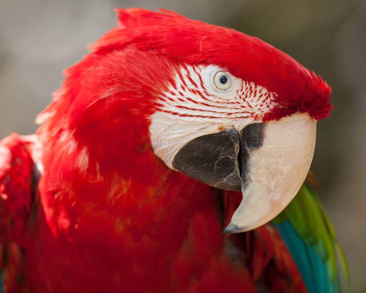 Большой красный ара крупным планом
