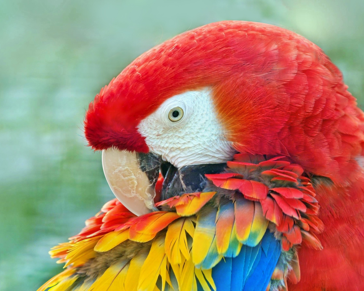 Большой красный ара с яркими перьями крупным планом