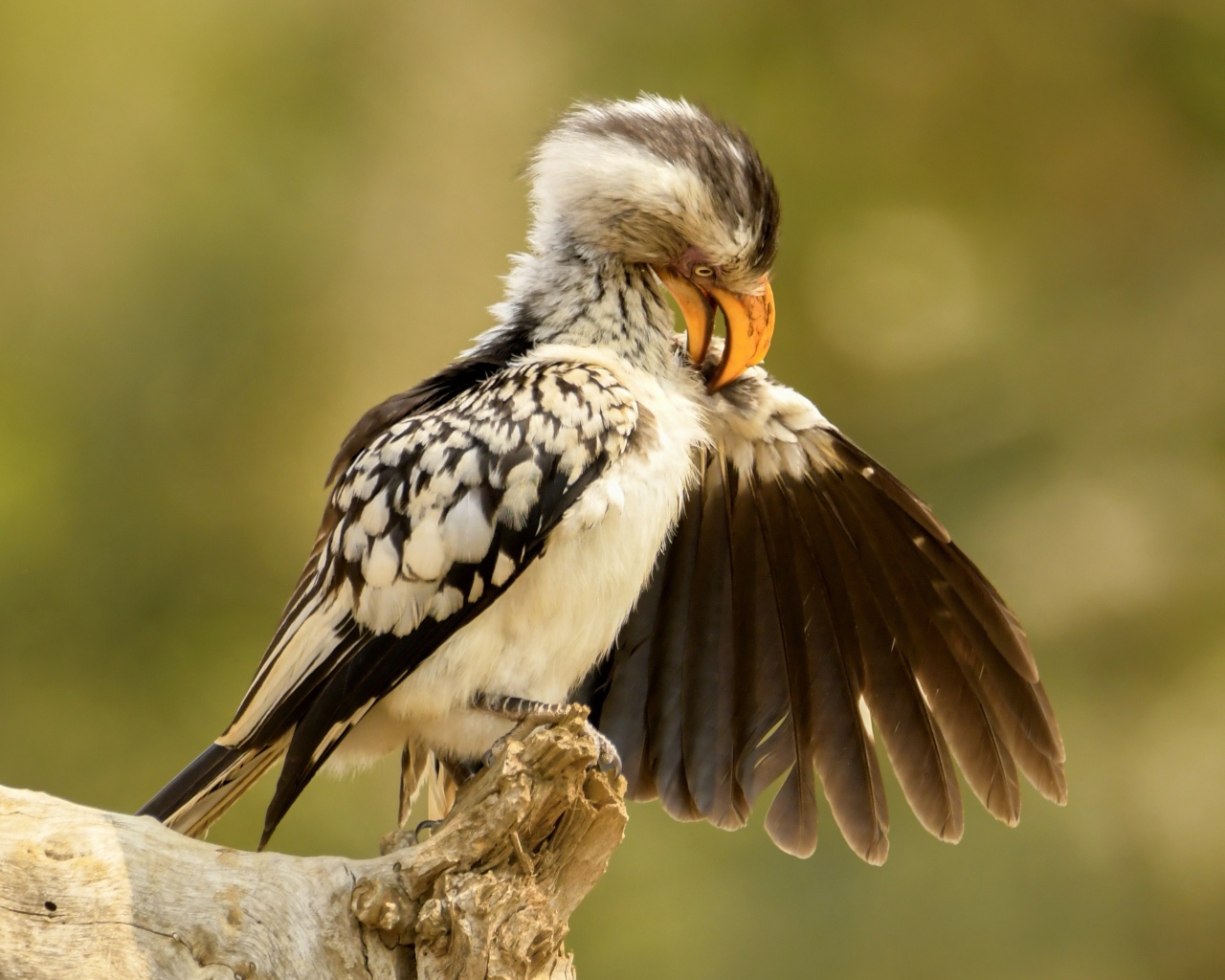 Птица чистит перья на ветке 