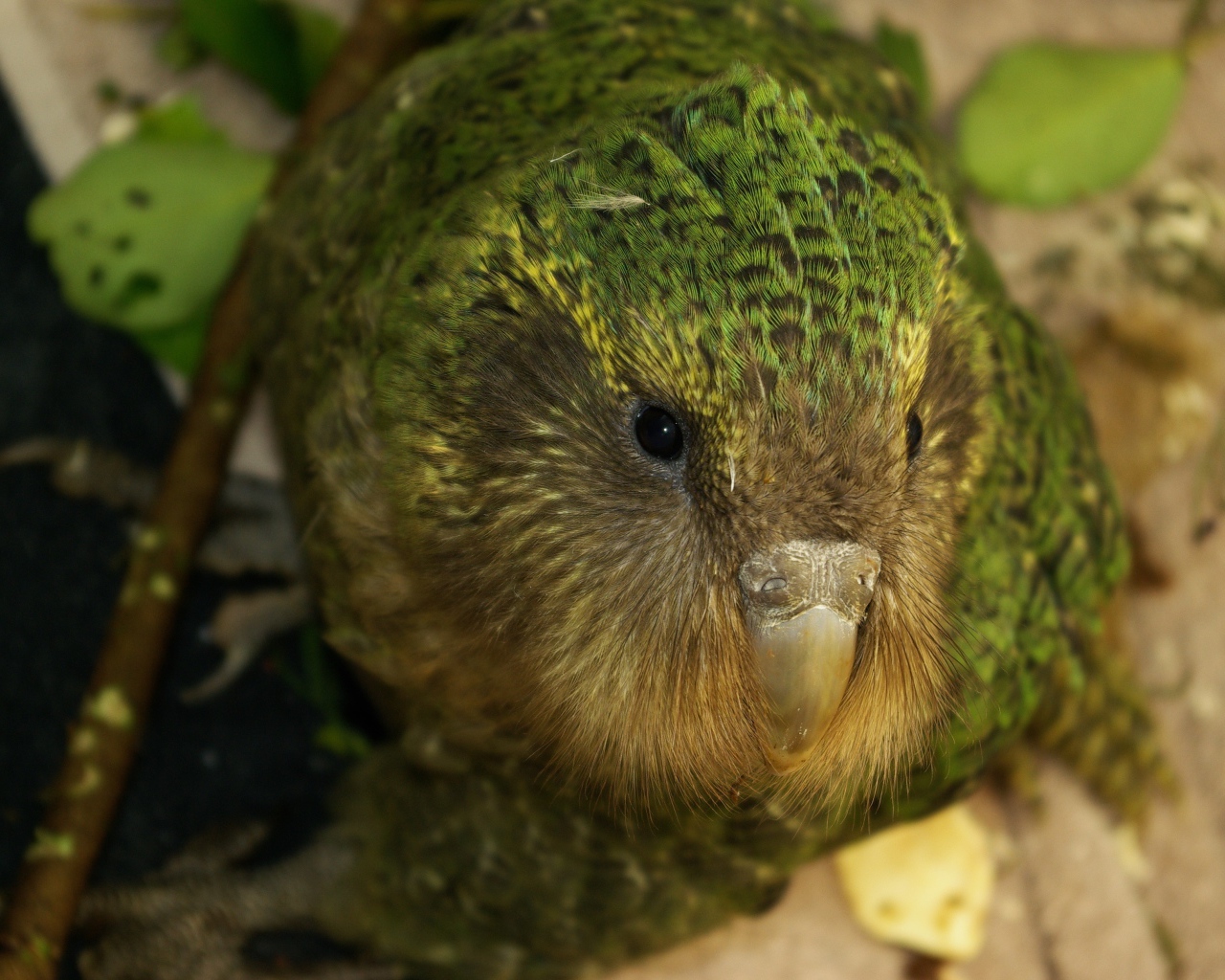 Птица Какапо крупным планом