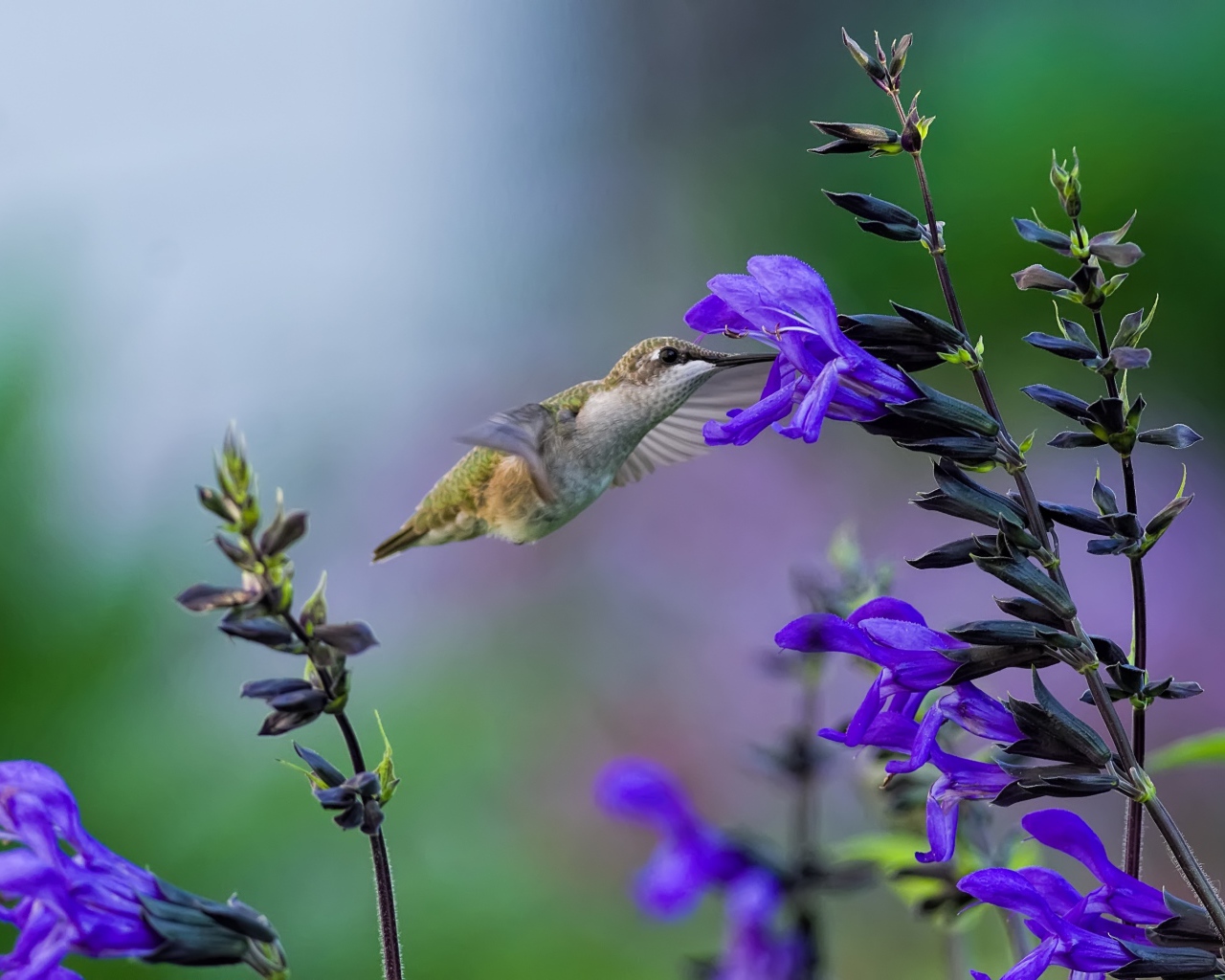 Птица колибри у фиолетового цветка