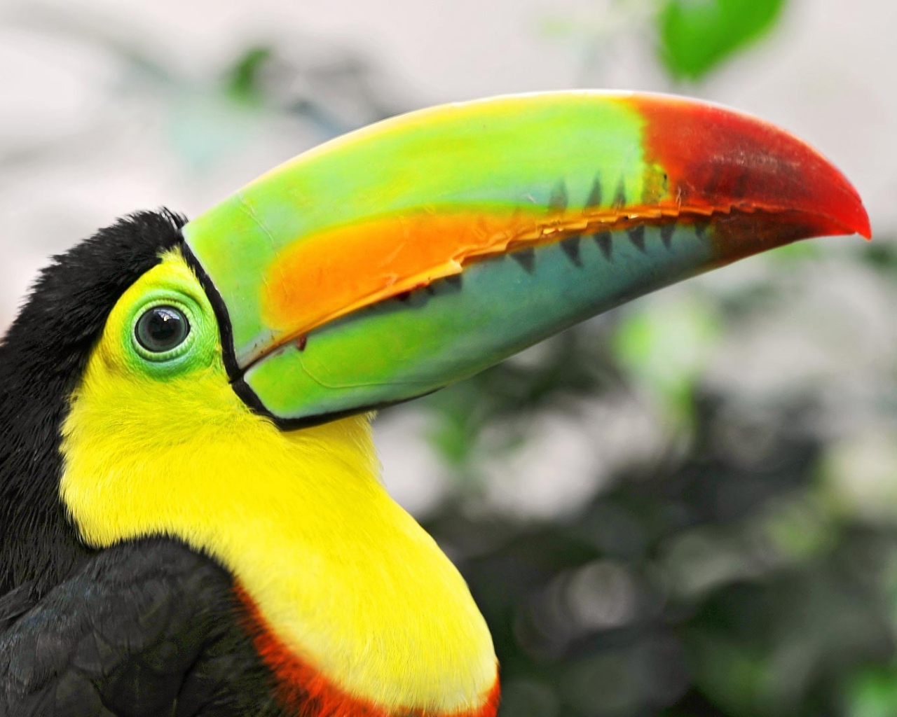 Птица тукан с большим клювом