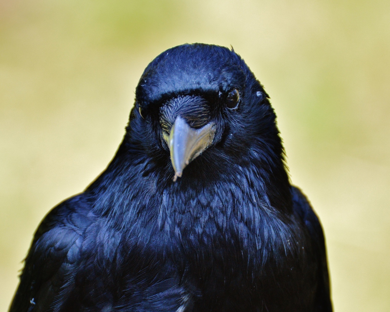 Черный ворон крупным планом