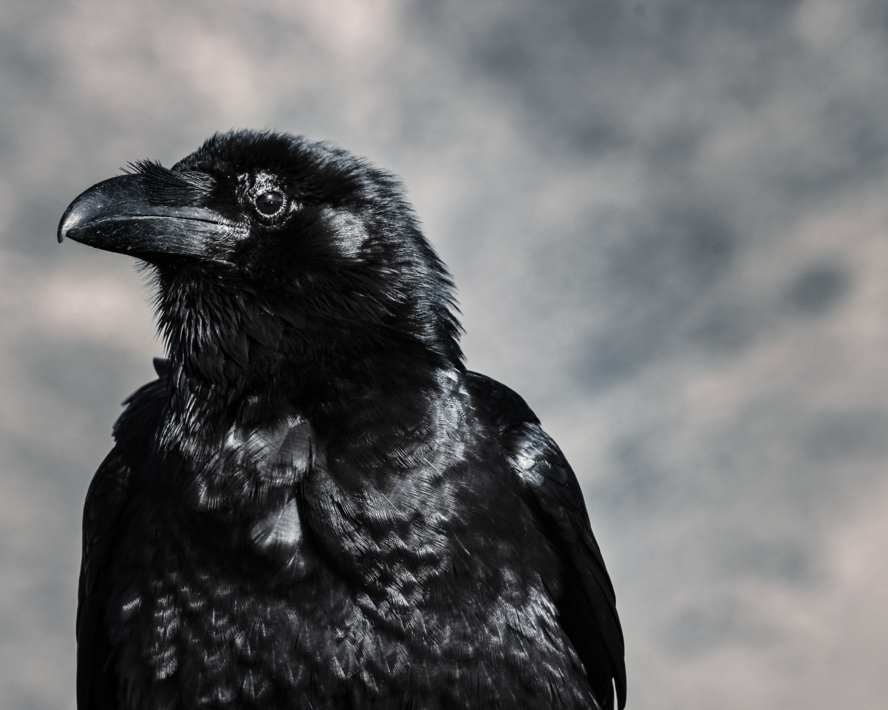 Черный ворон крупным планом на сером фоне