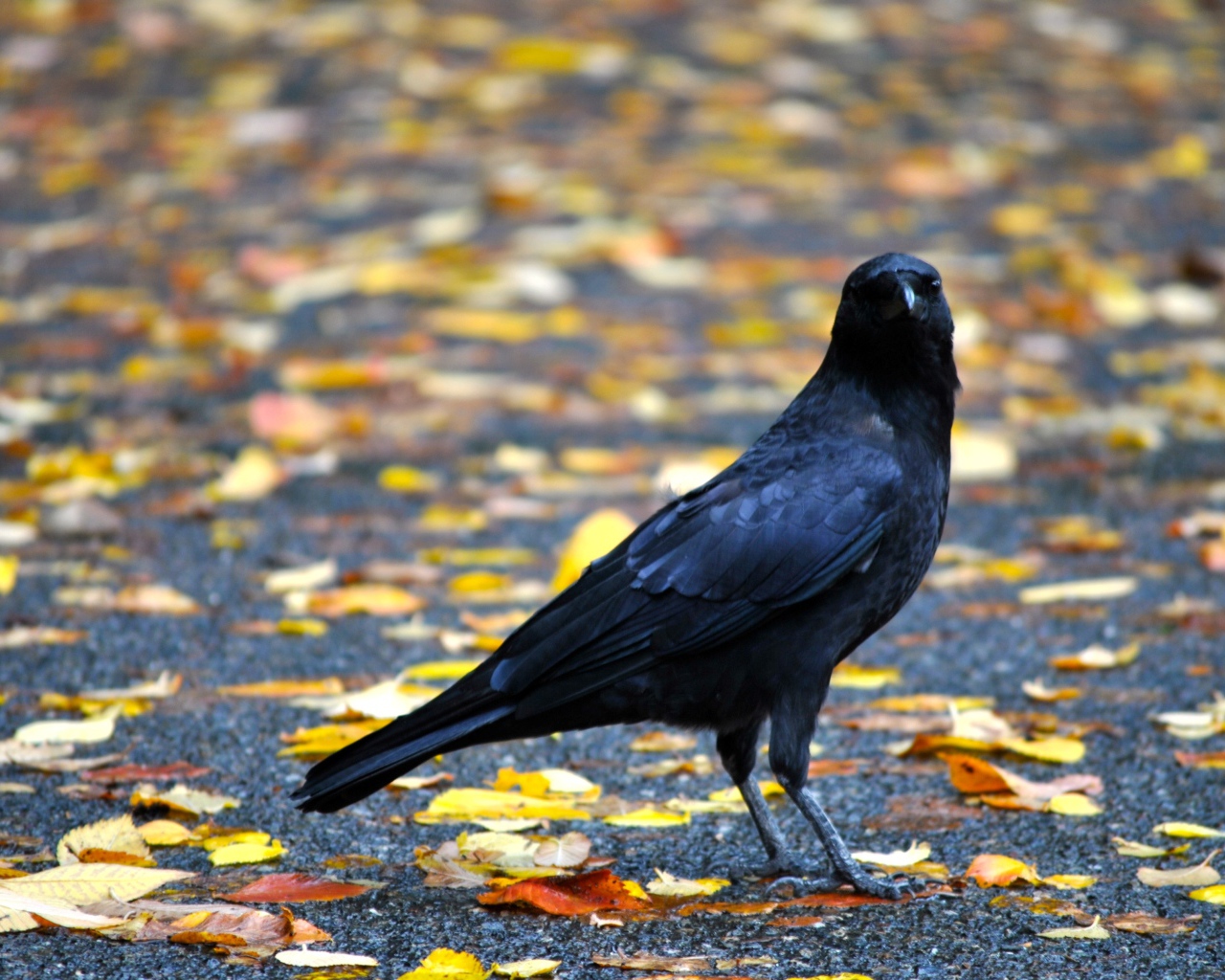 Черный ворон на земле с желтыми опавшими листьями осенью 