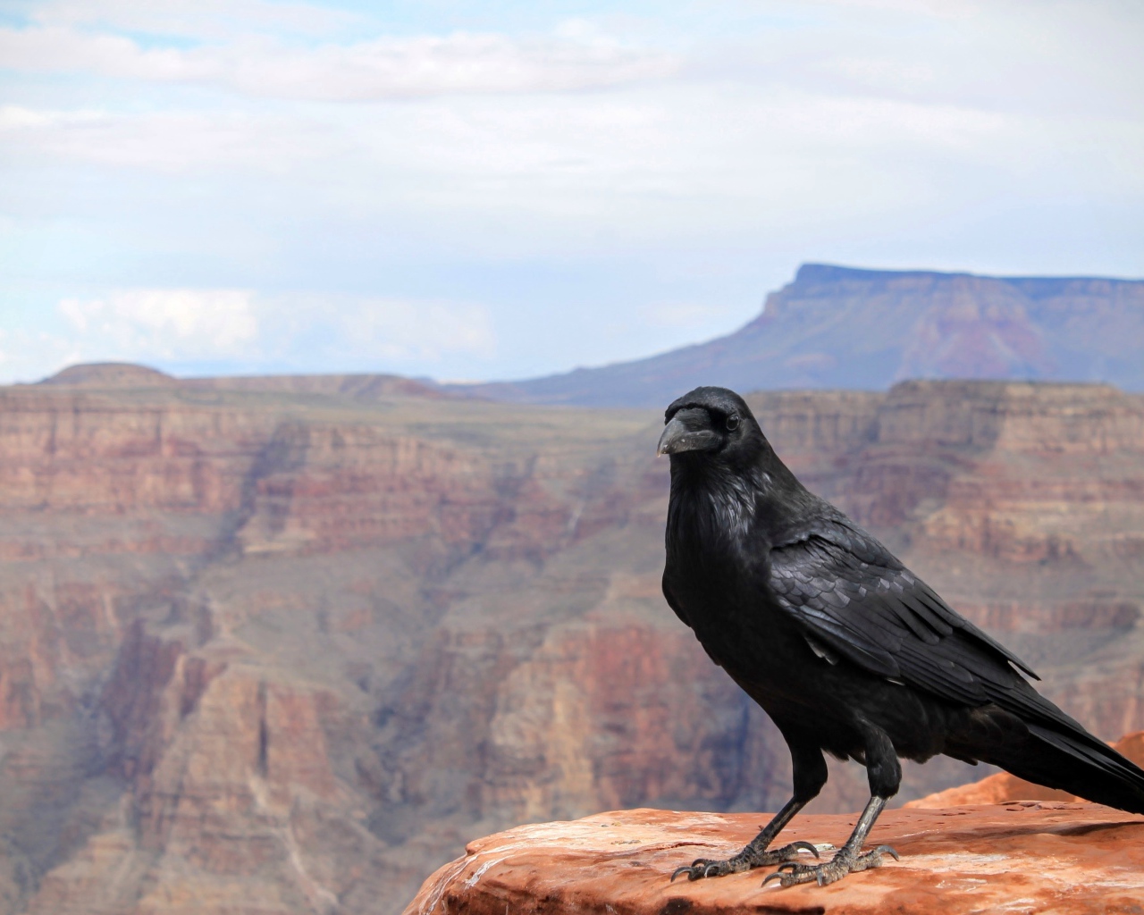 Черный ворон сидит на скале на фоне неба