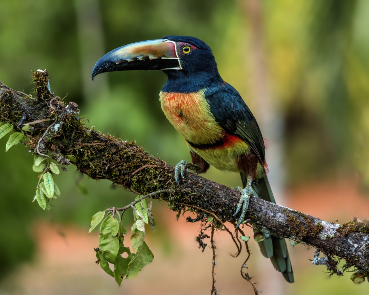 Ошейниковый арасари с длинным клювом на ветке