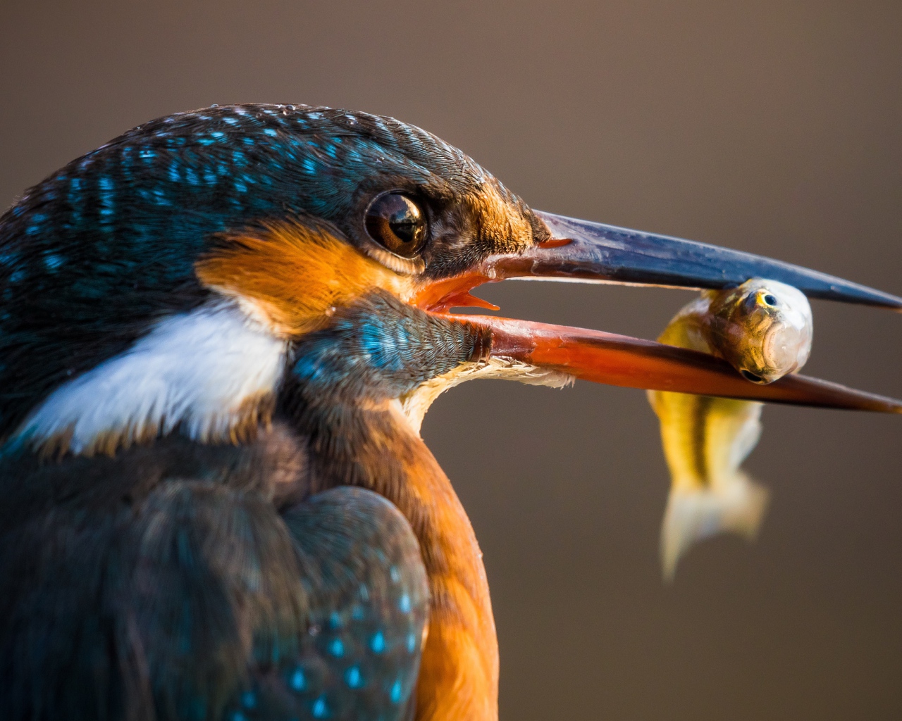 Птица обыкновенный зимородок с рыбой в клюве