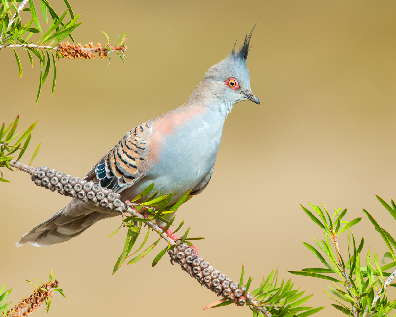 Хохлатый бронзовокрылый голубь на ветке дерева
