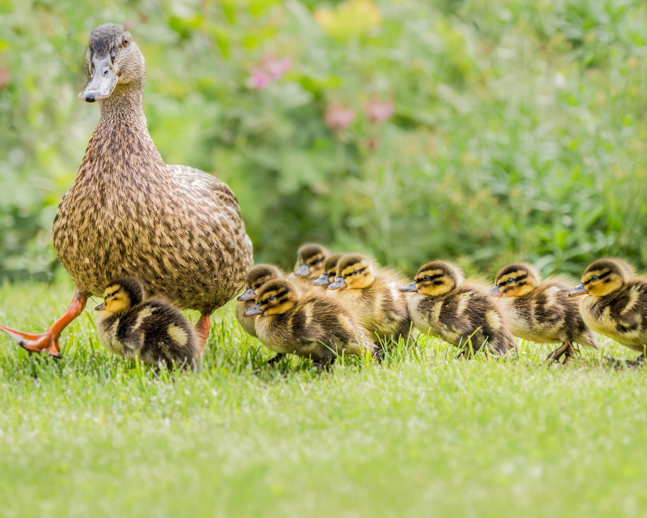 Утка с маленькими утятами идет по зеленой траве