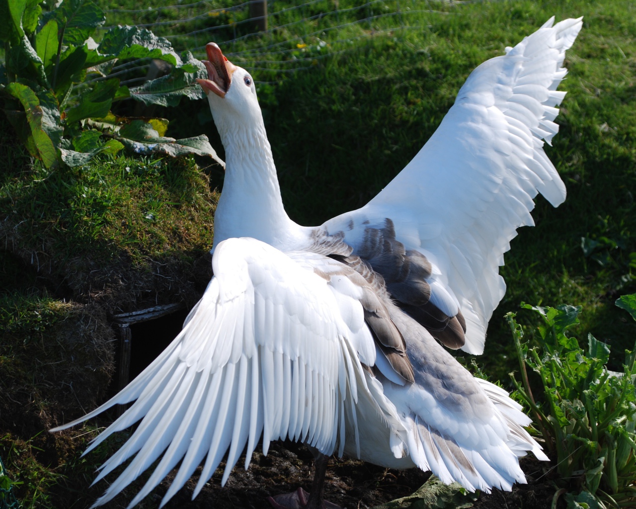 Злой белый домашний гусь