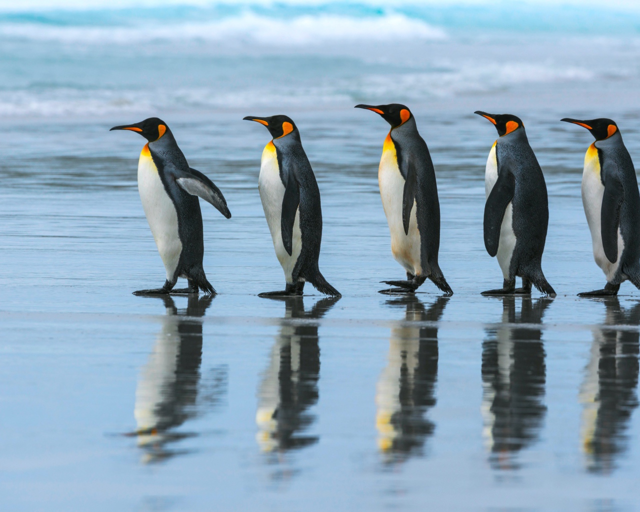 Пять пингвинов идут по воде