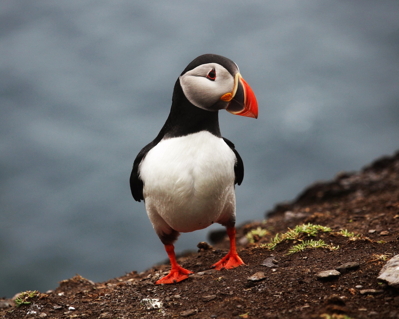 Забавная маленькая птица тупик 