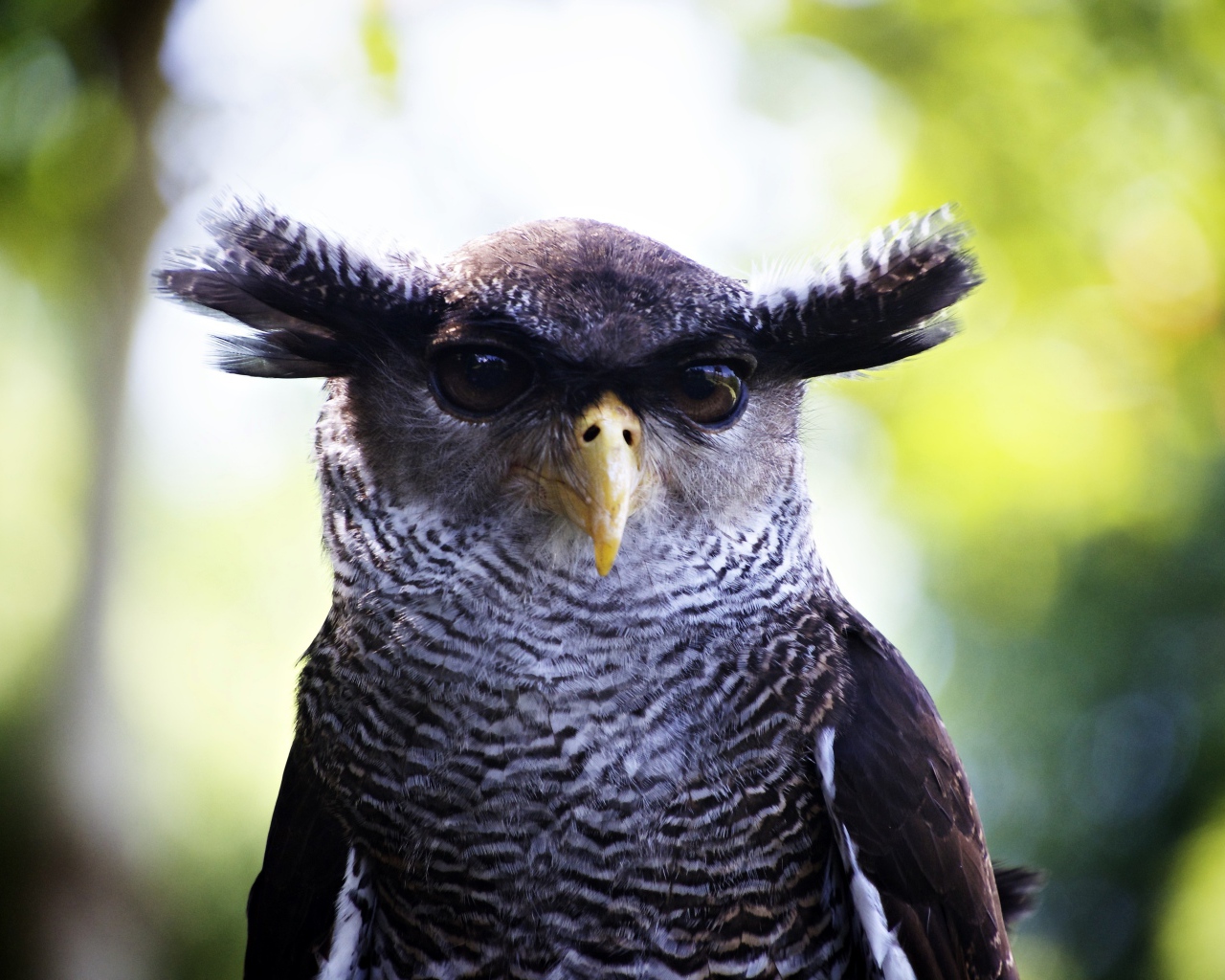 Забавная сова крупным планом