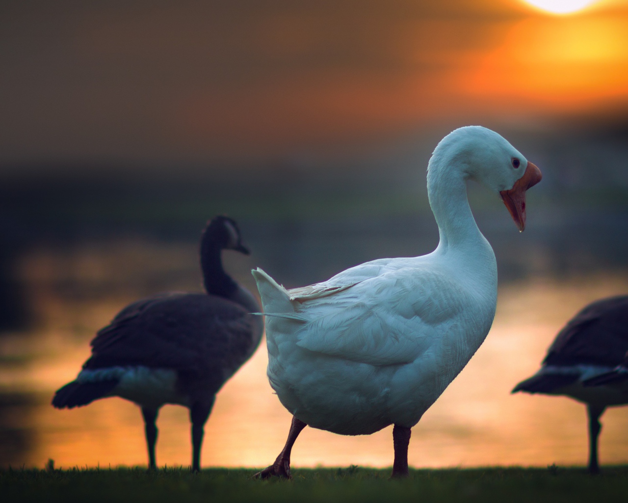 Гуси на фоне солнца на закате