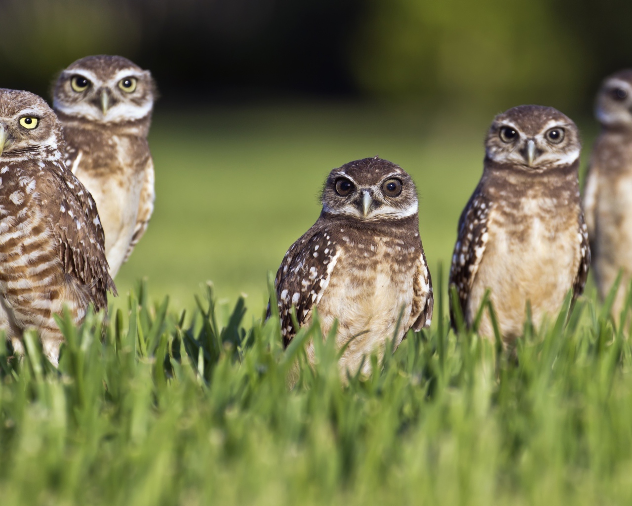 Серые совы сидят в зеленой траве