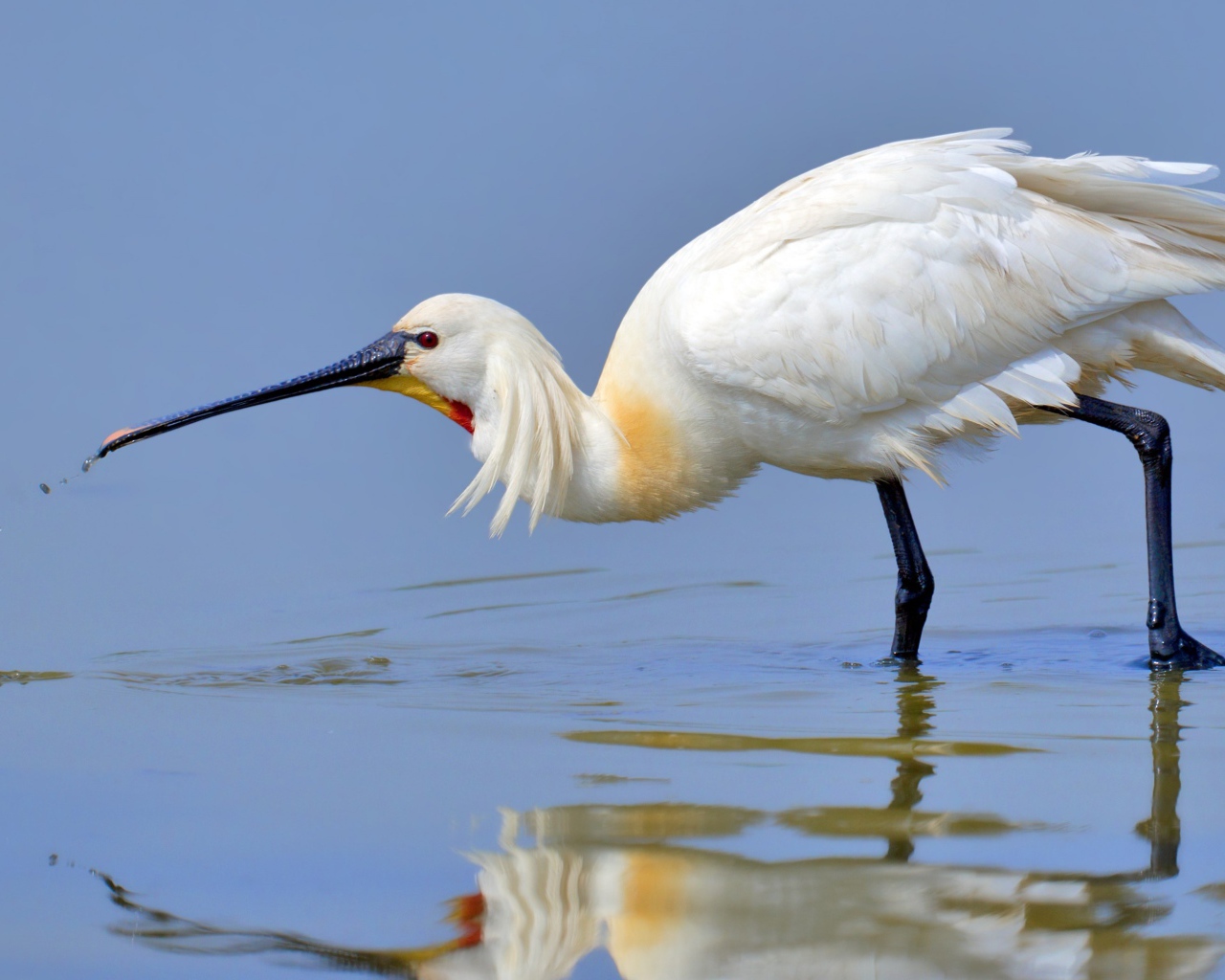 Большая белая цапля в воде 