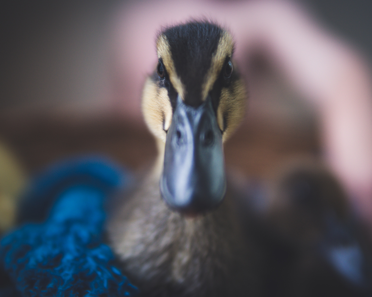 Голова утки крупным планом 