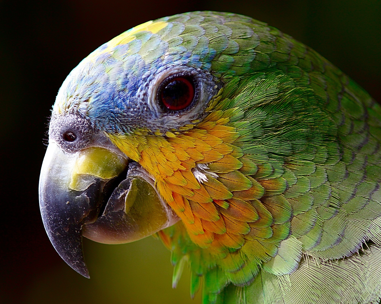 Голова зеленого попугая крупным планом