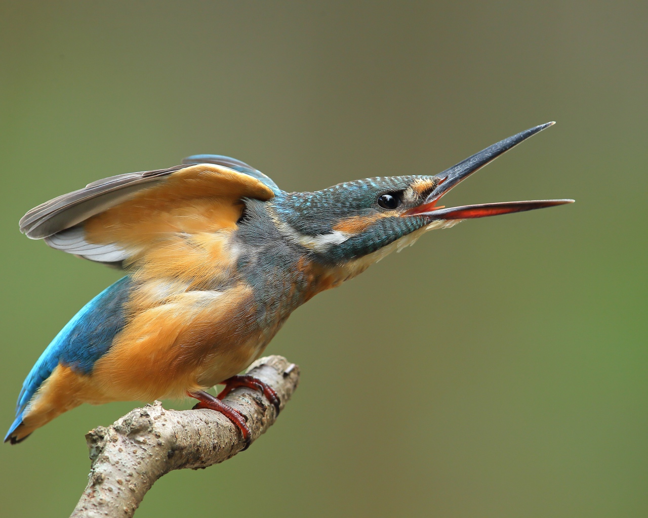 Зимородок с открытым клювом на ветке