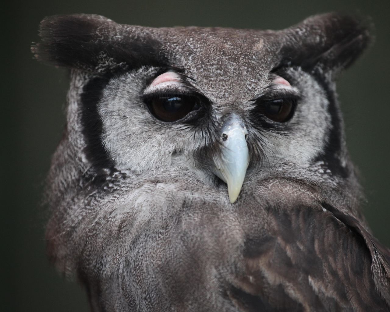 Большой филин крупным планом