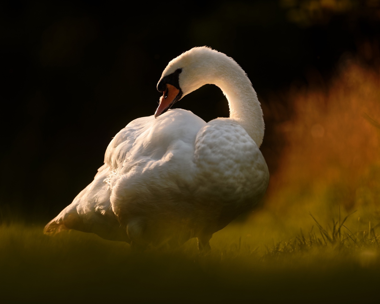 Большой белый лебедь стоит на зеленой траве