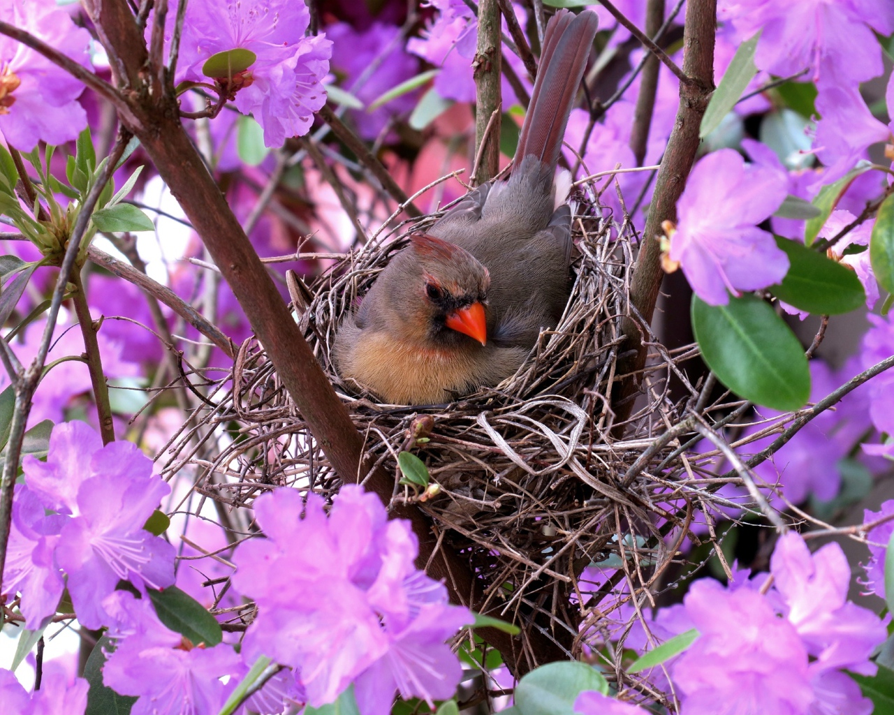 Маленькая птичка кардинал в гнезде среди цветов