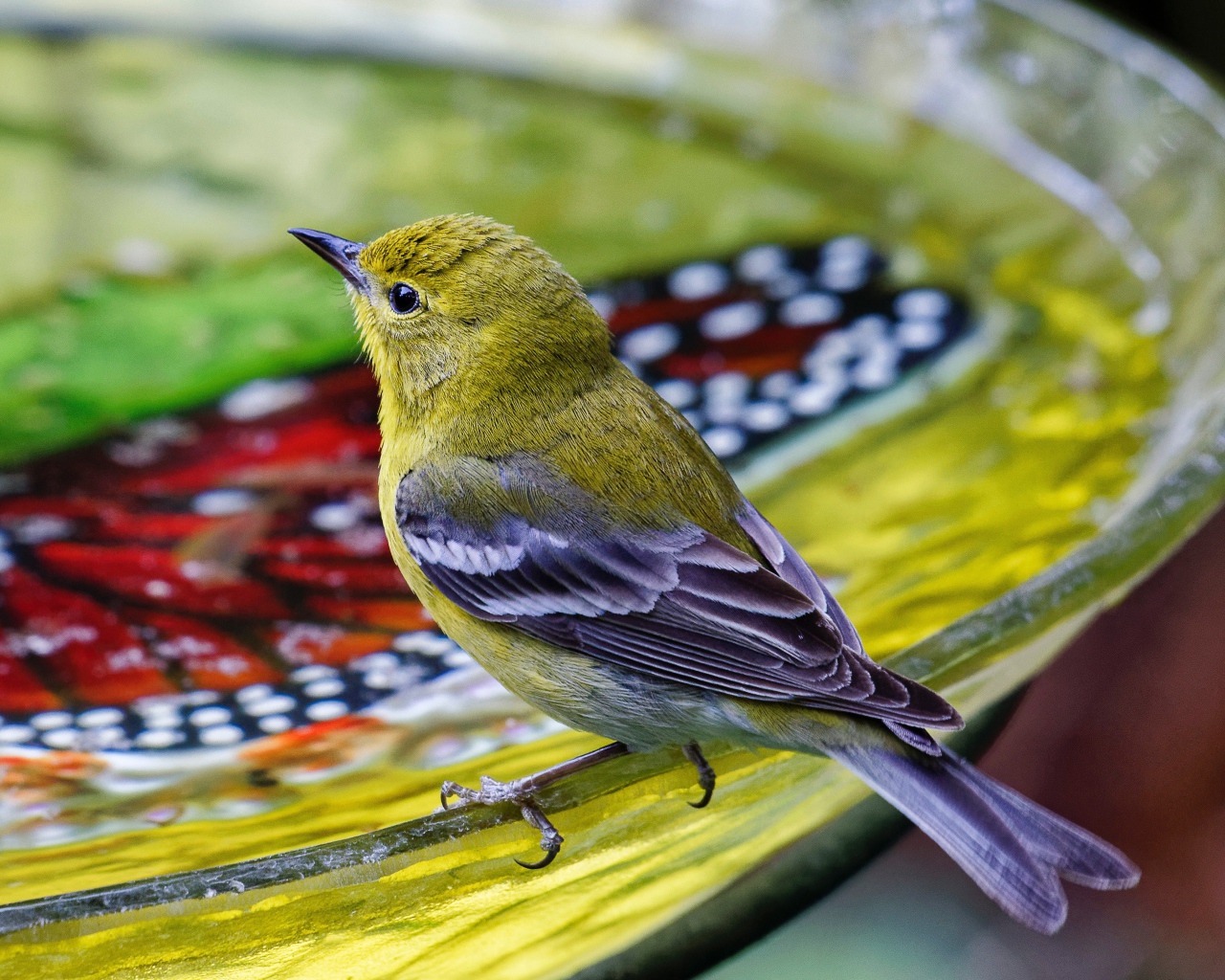 Маленькая птичка пьет воду