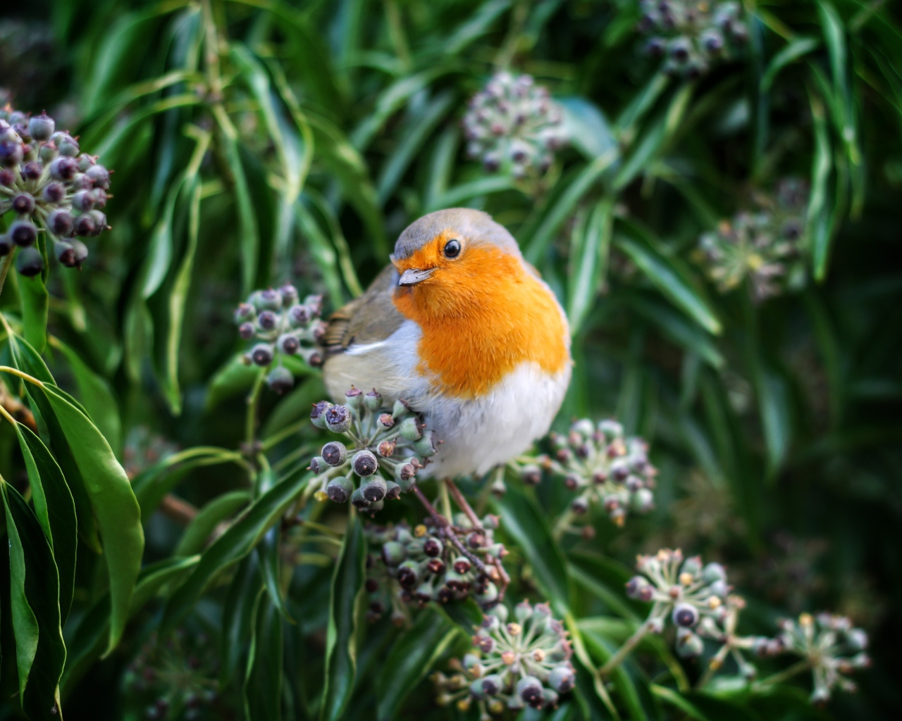Маленькая птичка зарянка сидит на ветке