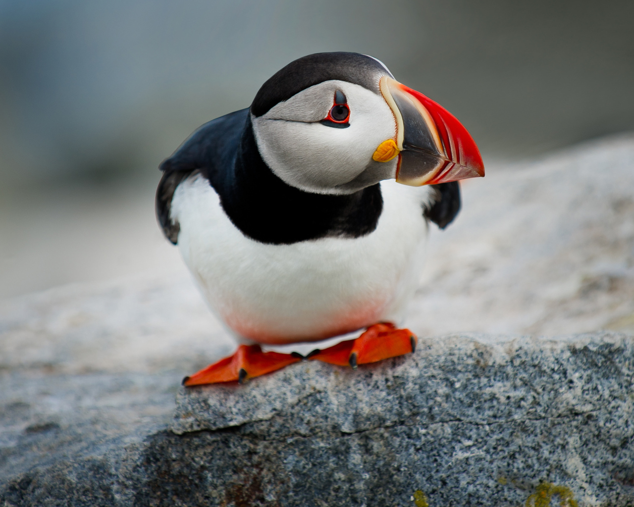 Маленький грустный тупик на камне