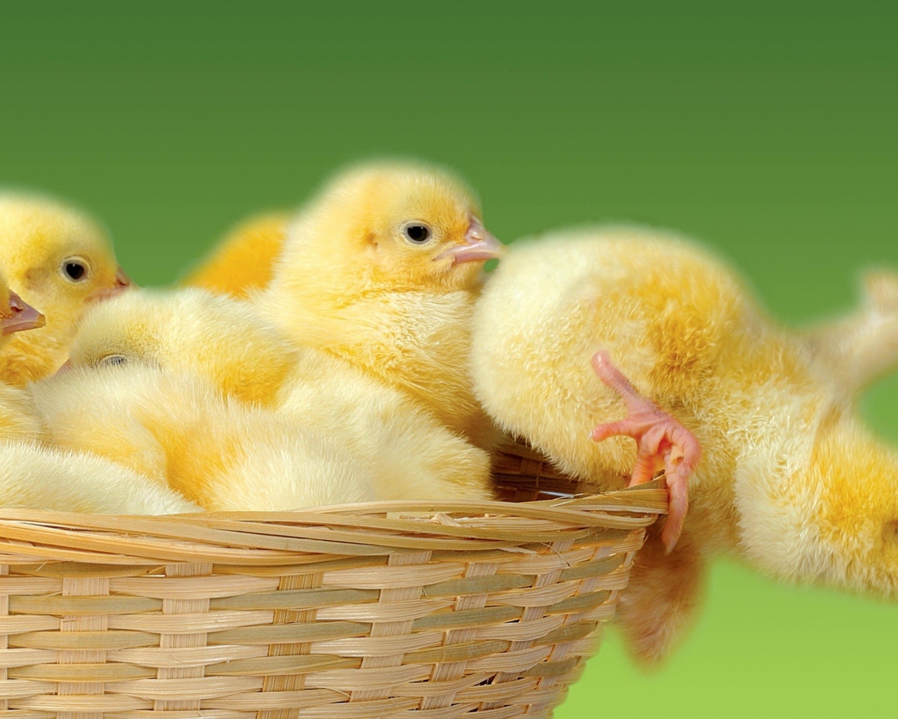 Маленькие желтые цыплята в корзине
