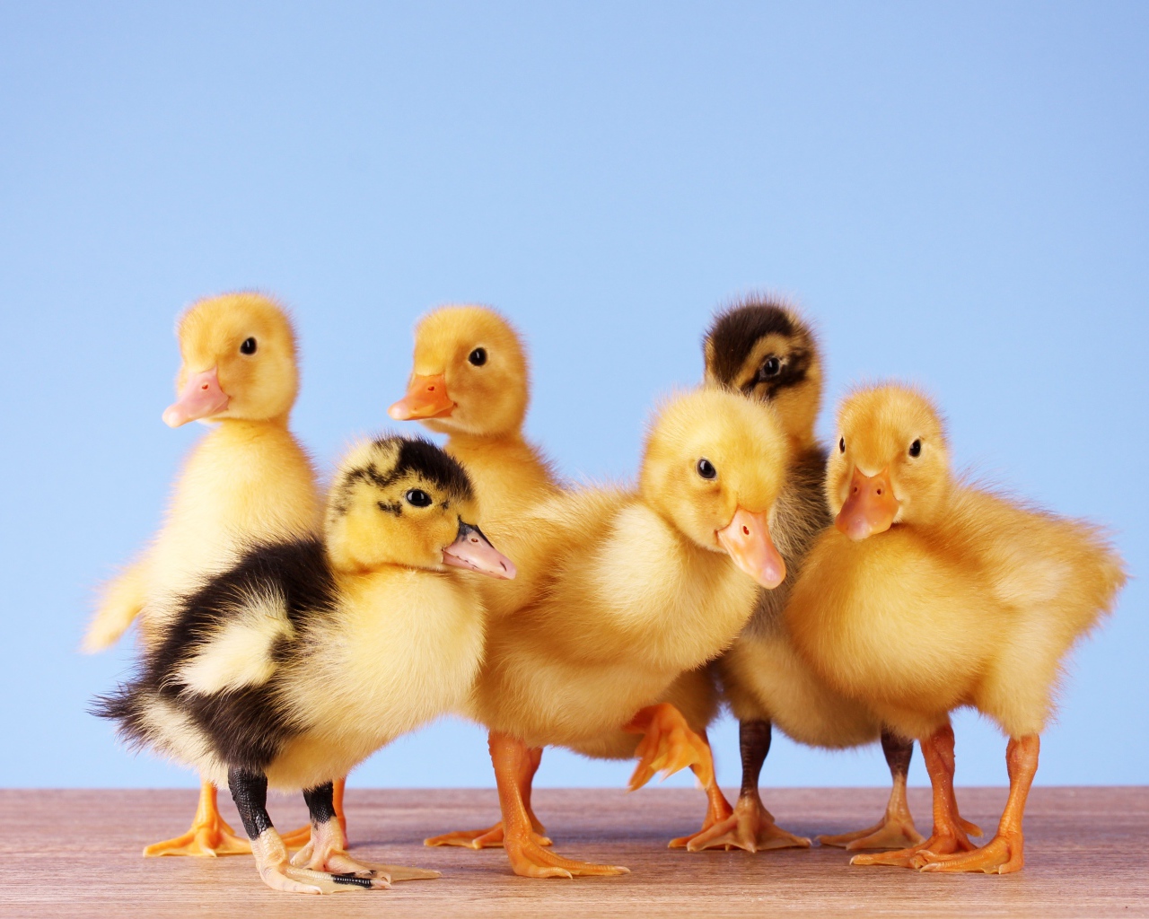 Маленькие желтые утята на голубом фоне