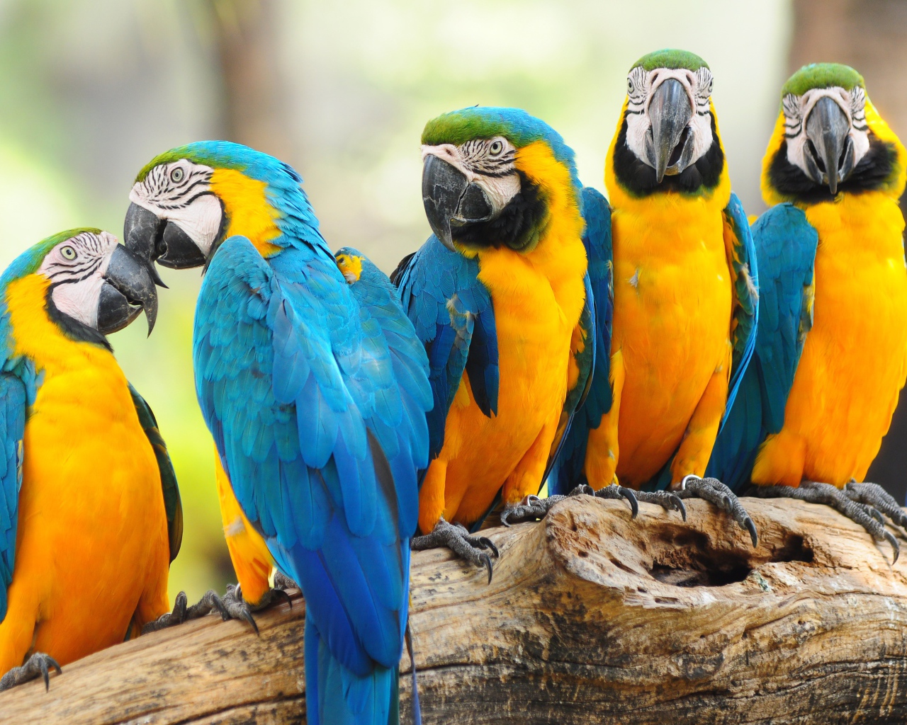 Много попугаев ара сидят на дереве 