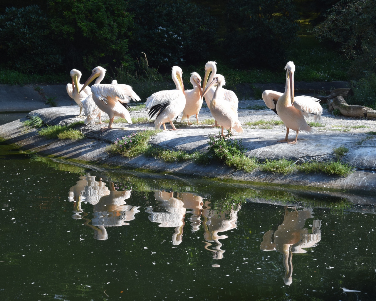 Много пеликанов на берегу водоема