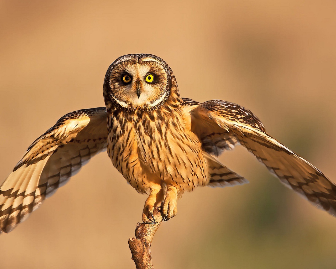 Сова взлетает с ветки 