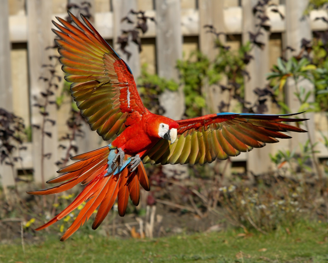 Попугай красный ара в полете 