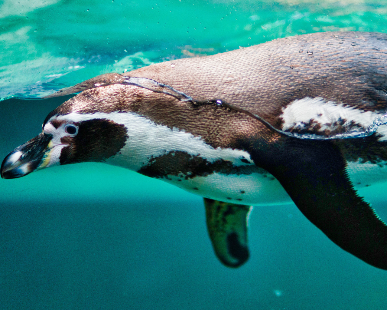Пингвин плавает в воде