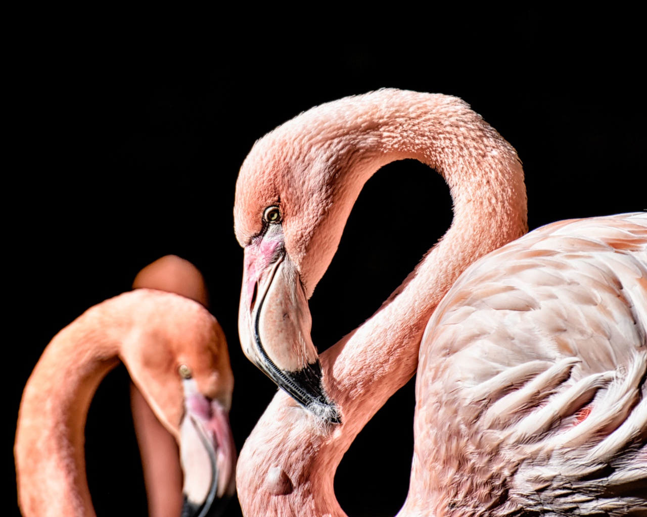 Розовый фламинго на черном фоне крупным планом