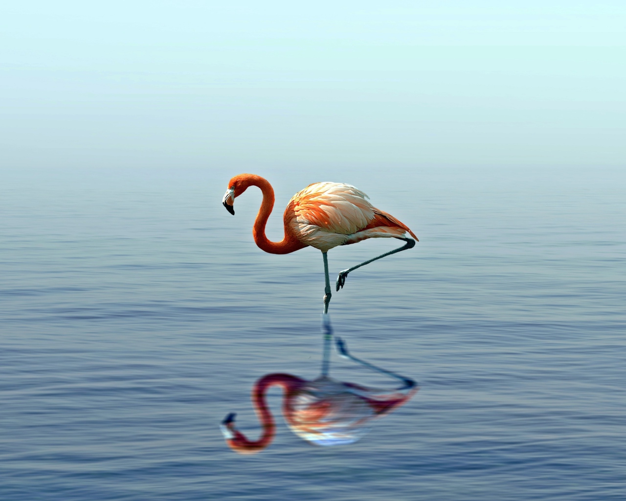 Розовый фламинго стоит на одной ноге в воде 