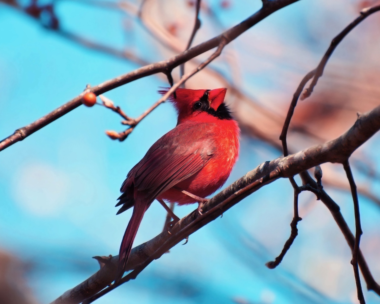 Красная птица кардинал на ветке