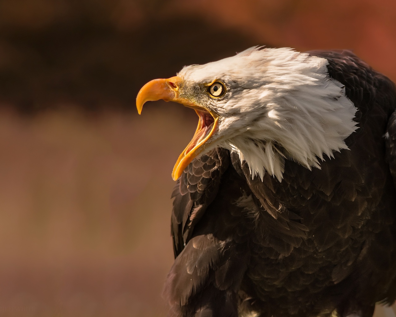 Грозный белоголовый орел с открытым клювом 