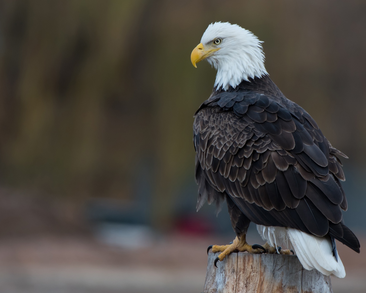 Белоголовый орлан сидит на сухом пне