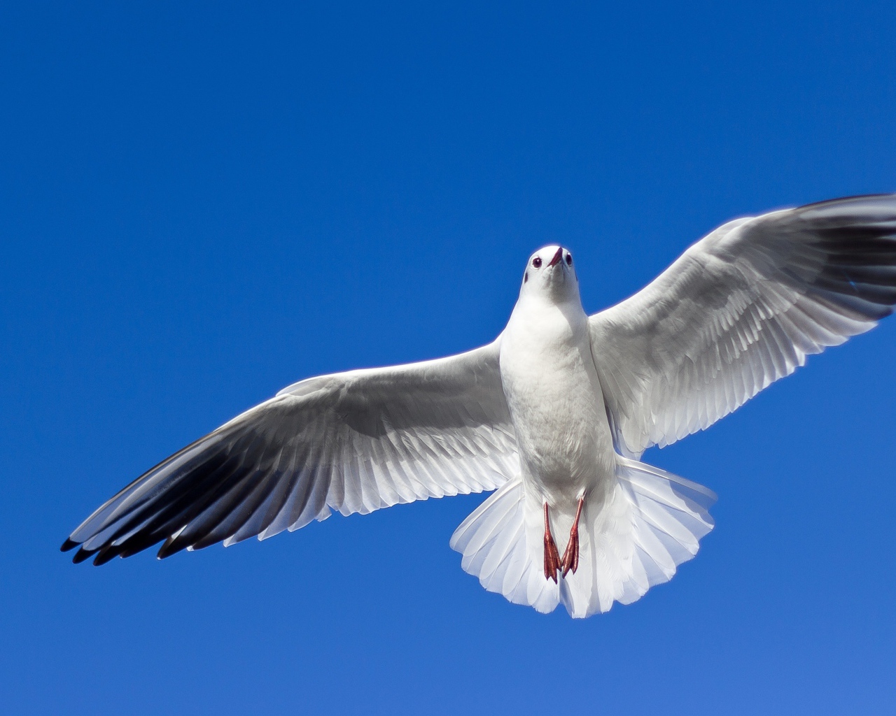 Большая красивая чайка летит в голубом небе