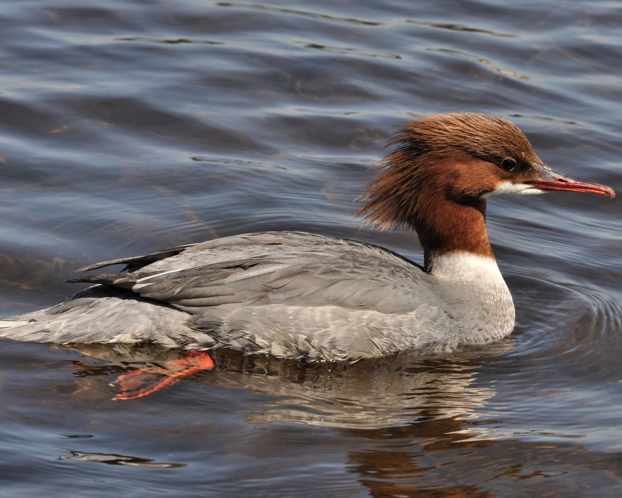 Птица крохаль в воде