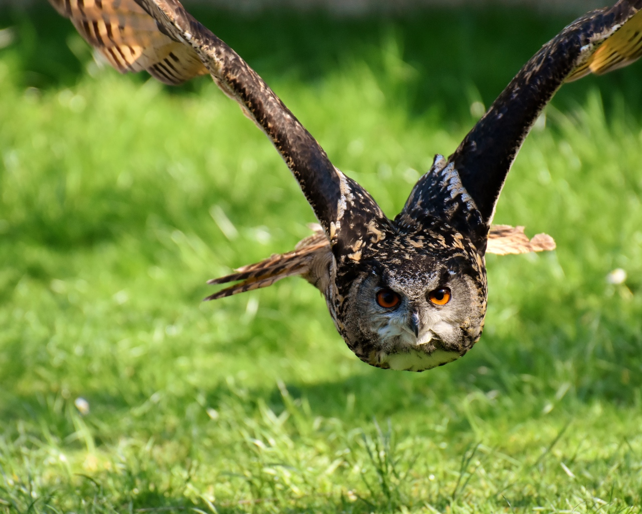 Полет большой совы над зеленой травой